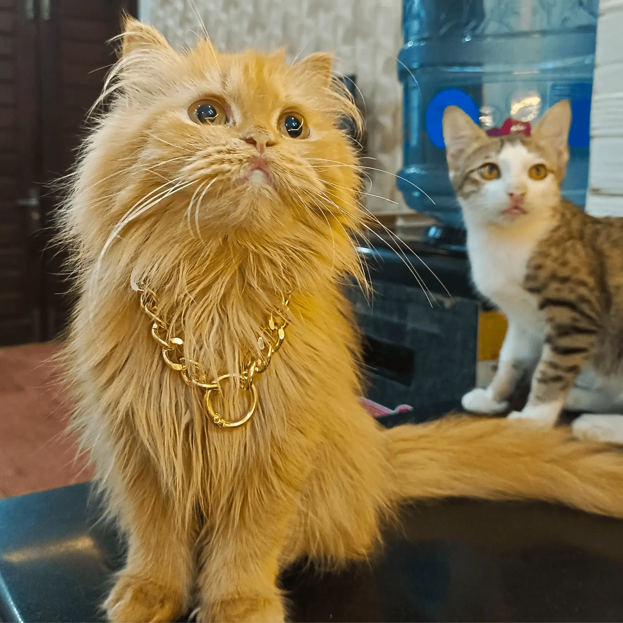 Cat Golden Chain