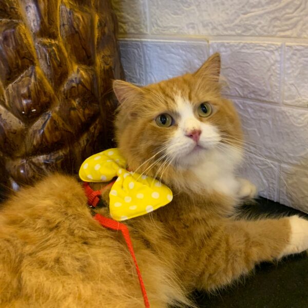 Yellow Polka Harness - Image 2