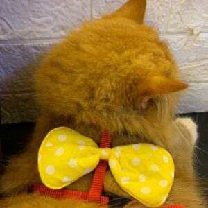 Yellow Polka Harness