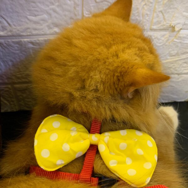 Yellow Polka Harness