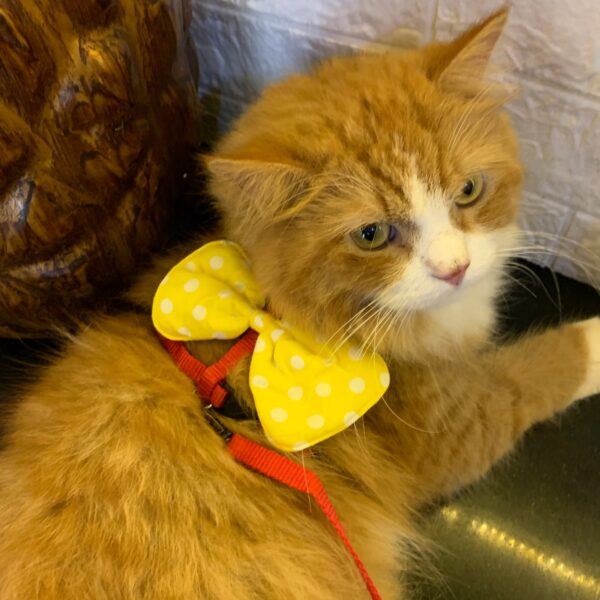 Yellow Polka Harness - Image 3